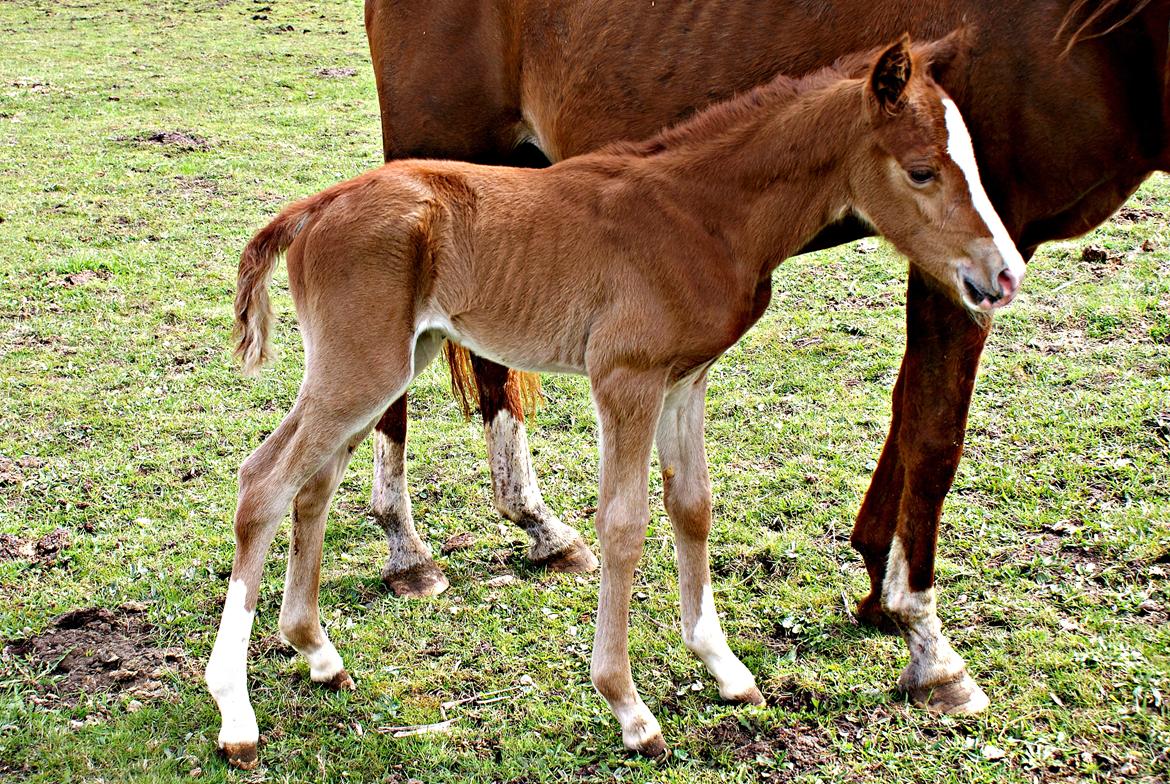 DSP L'or Déguisé Nobility billede 18