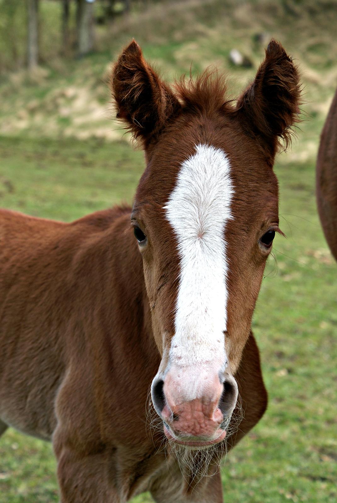 DSP L'or Déguisé Nobility billede 23