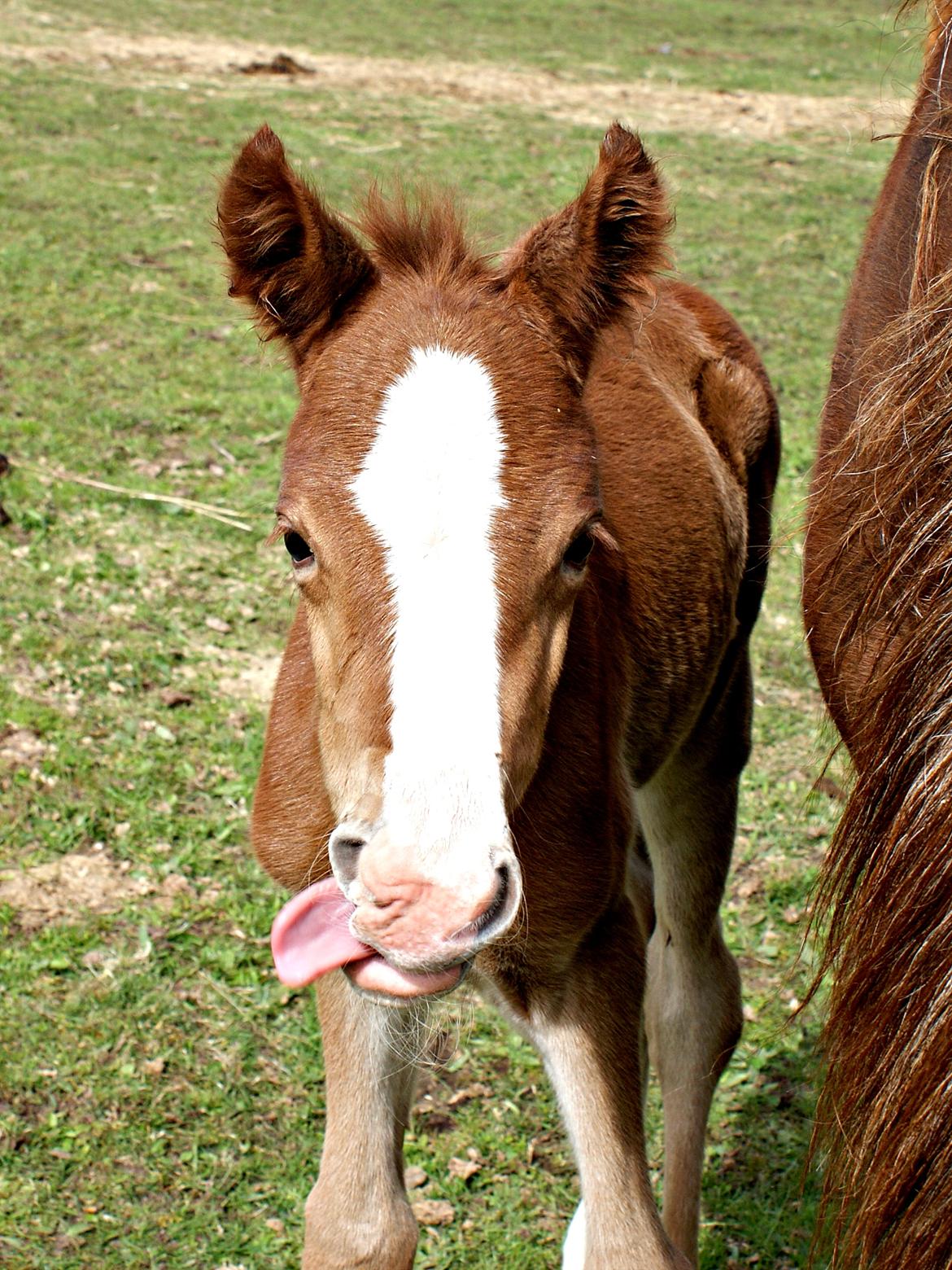 DSP L'or Déguisé Nobility billede 25