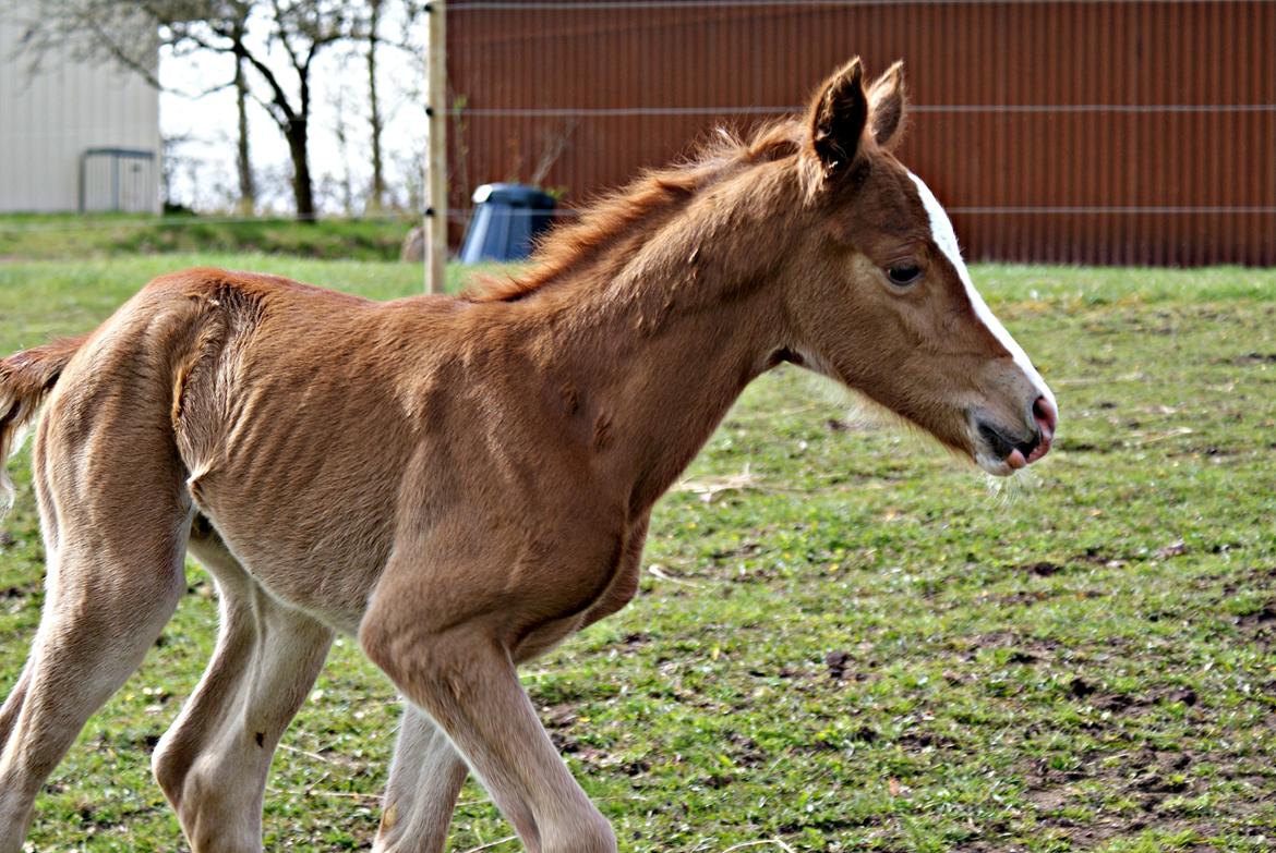 DSP L'or Déguisé Nobility billede 21