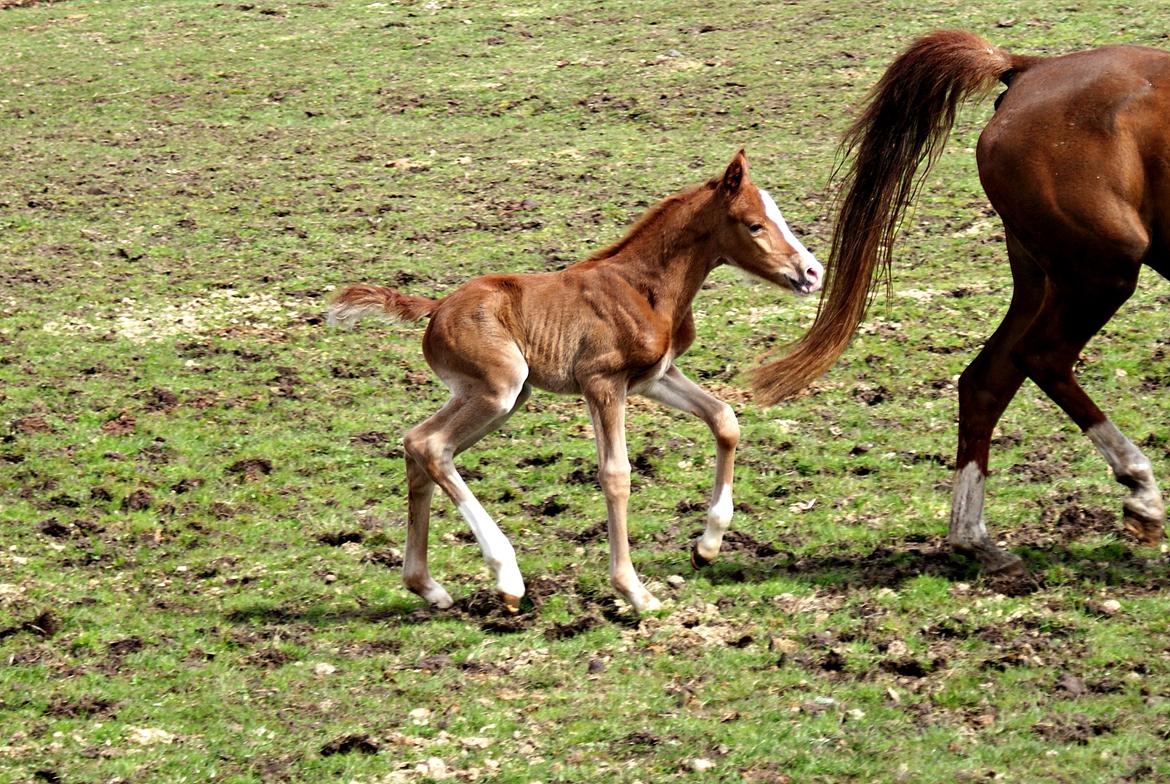 DSP L'or Déguisé Nobility billede 27