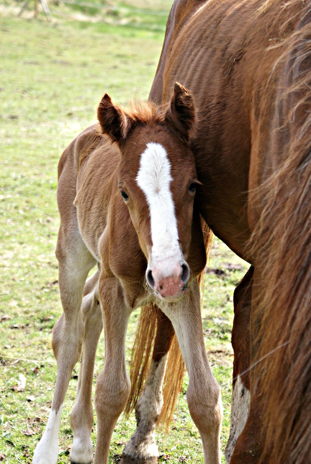 DSP L'or Déguisé Nobility billede 22