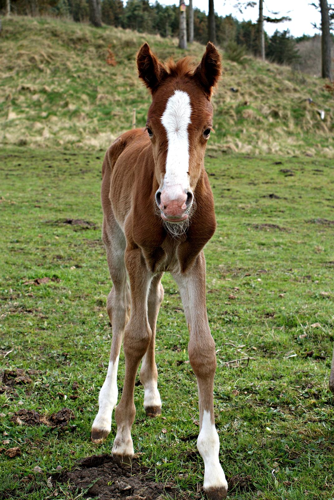 DSP L'or Déguisé Nobility billede 26