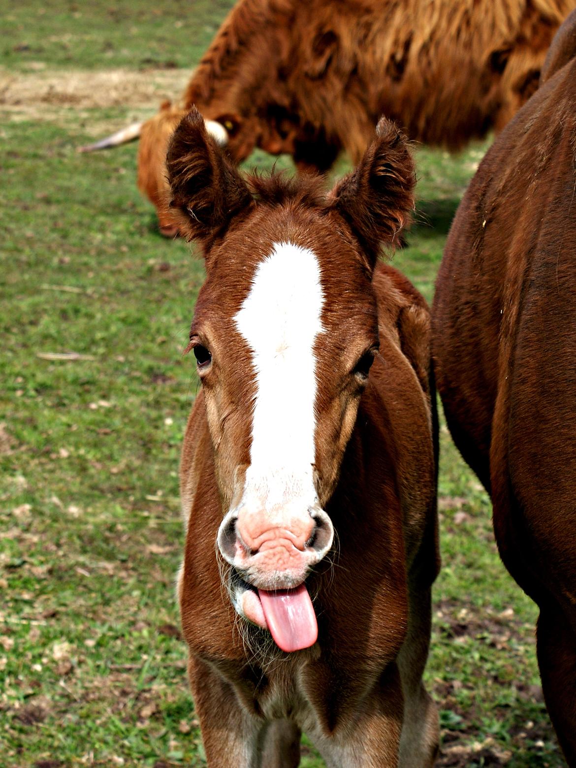 DSP L'or Déguisé Nobility billede 12