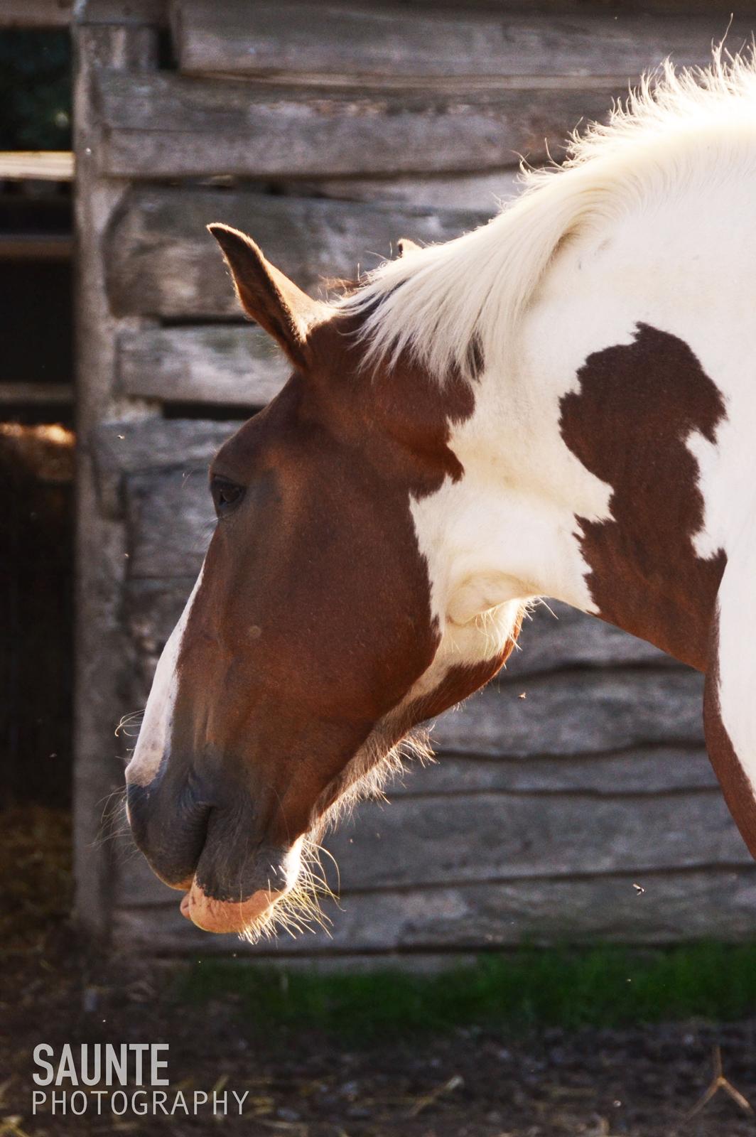 Anden særlig race Buller billede 14