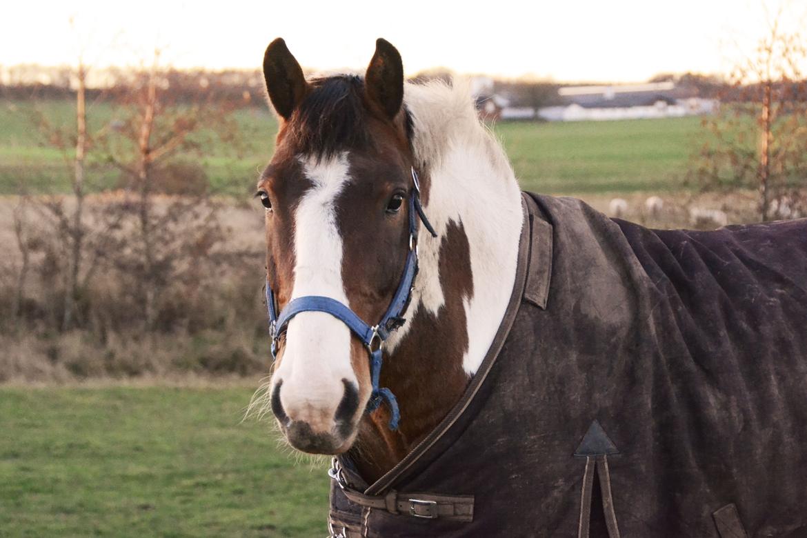Anden særlig race Buller billede 12