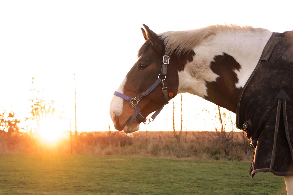Anden særlig race Buller billede 13