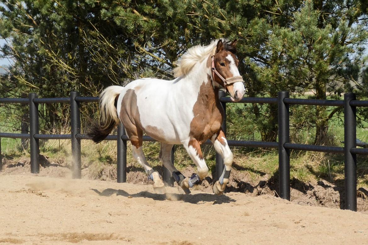 Anden særlig race Buller billede 19