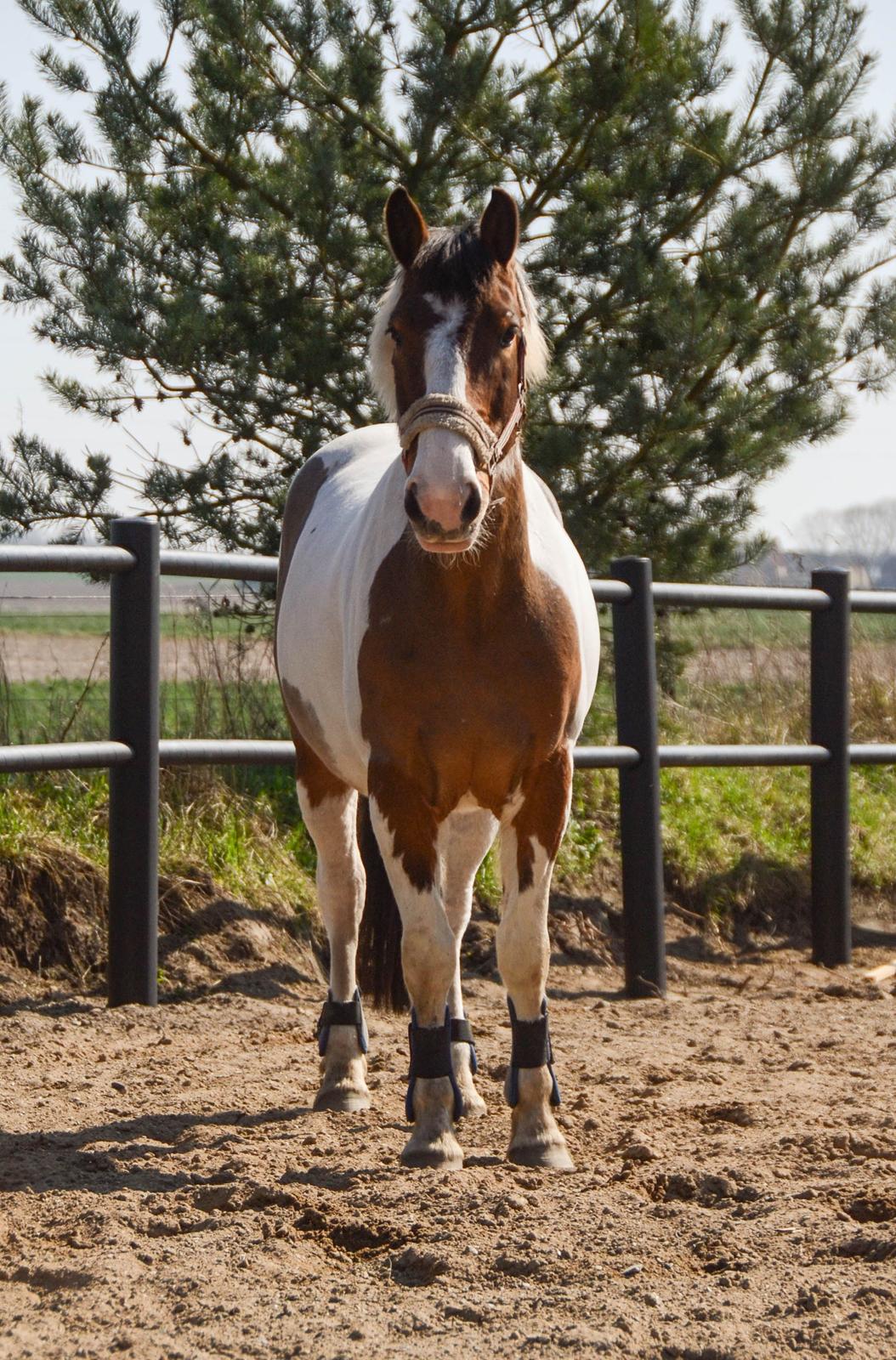 Anden særlig race Buller billede 20