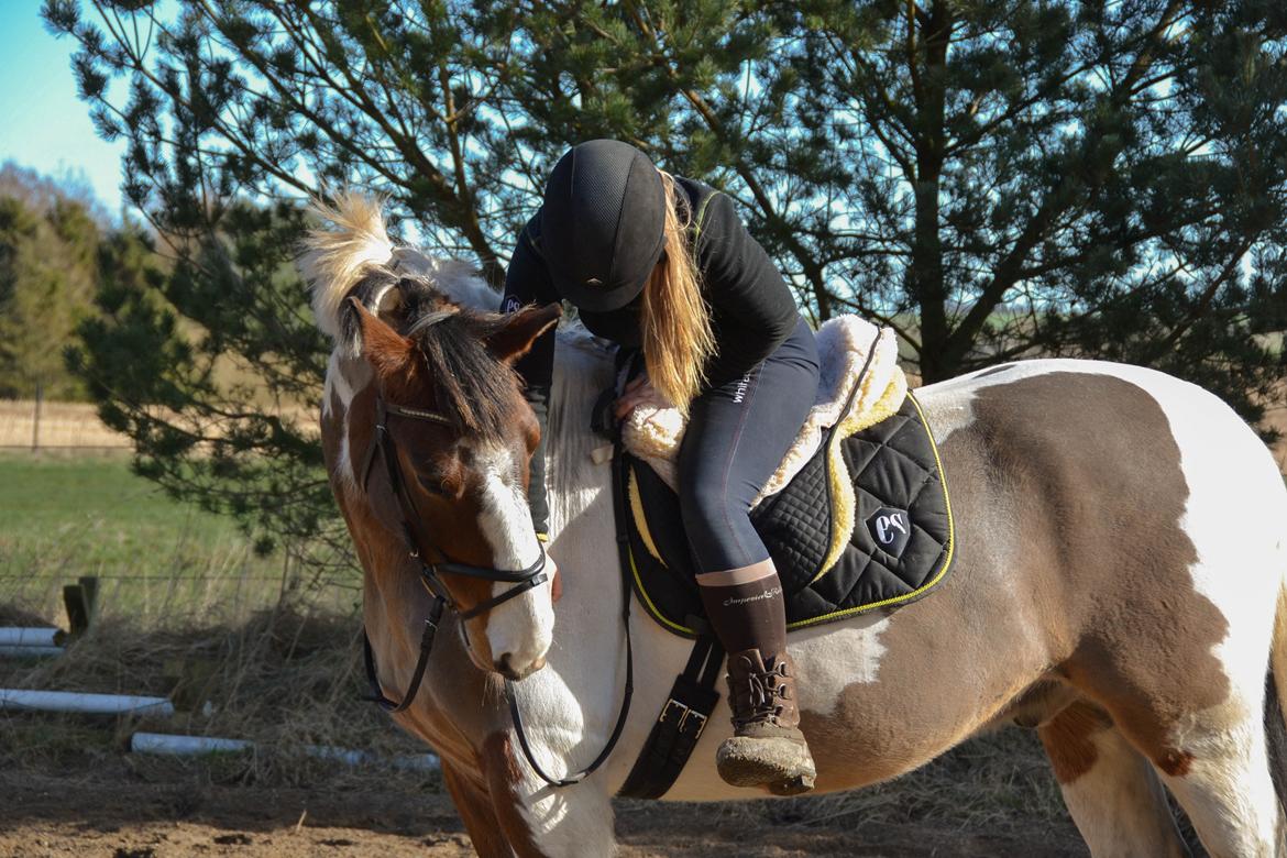 Anden særlig race Buller billede 15
