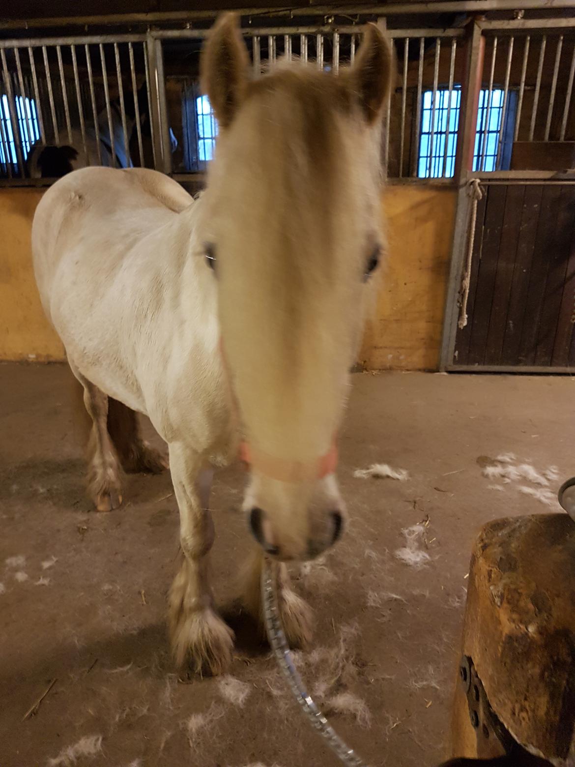 Irish Cob ITS Evening Star  billede 14