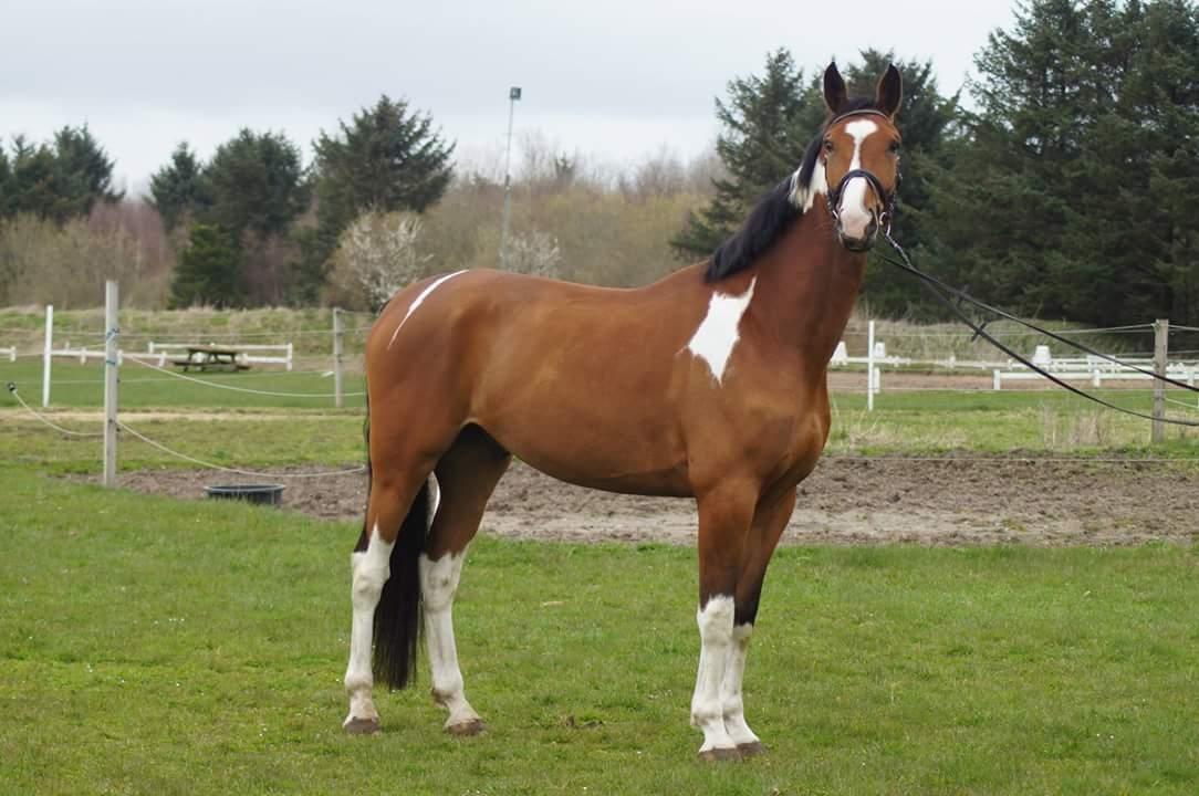 Anden særlig race Filur billede 2