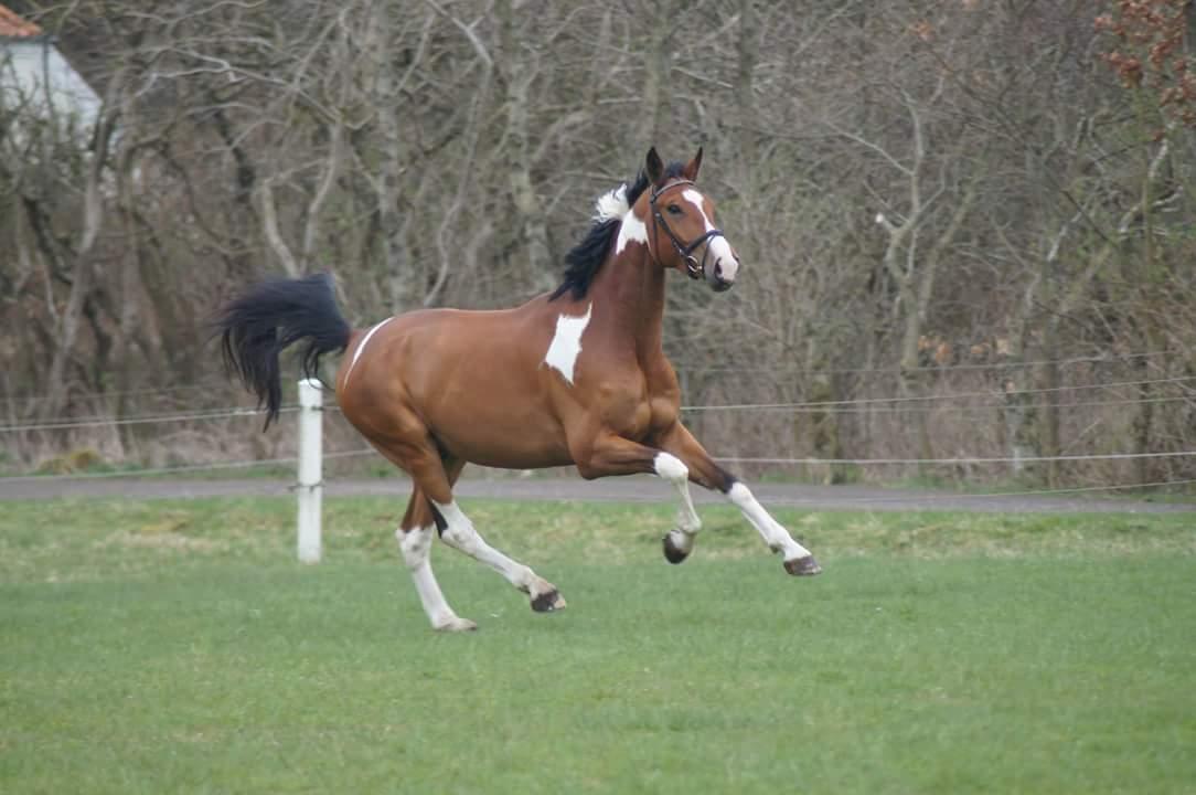 Anden særlig race Filur billede 3