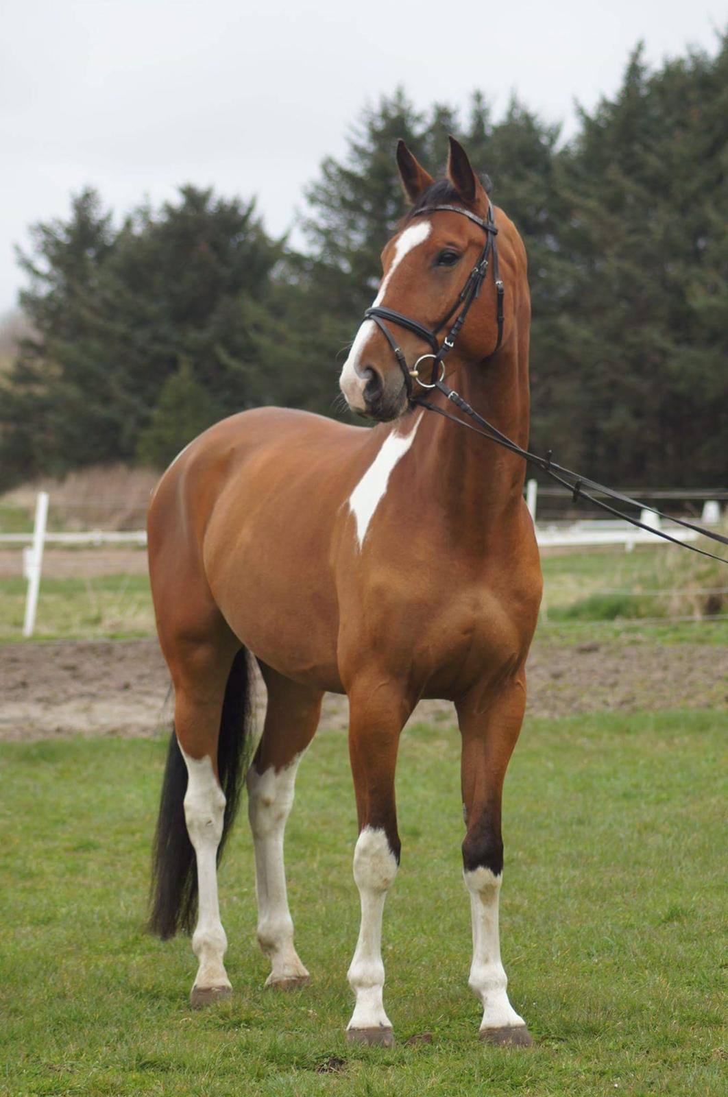 Anden særlig race Filur billede 6