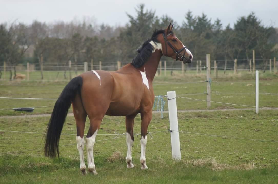 Anden særlig race Filur billede 10