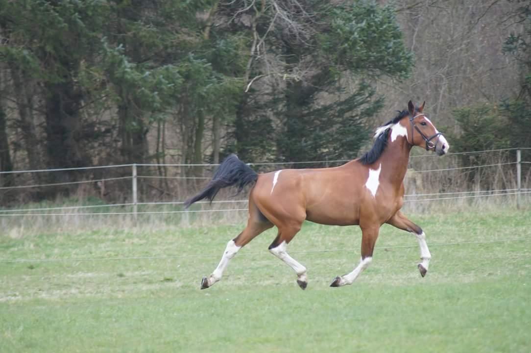 Anden særlig race Filur billede 9