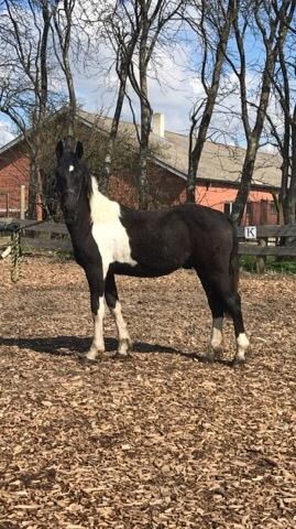 Barockpinto New Star  billede 3