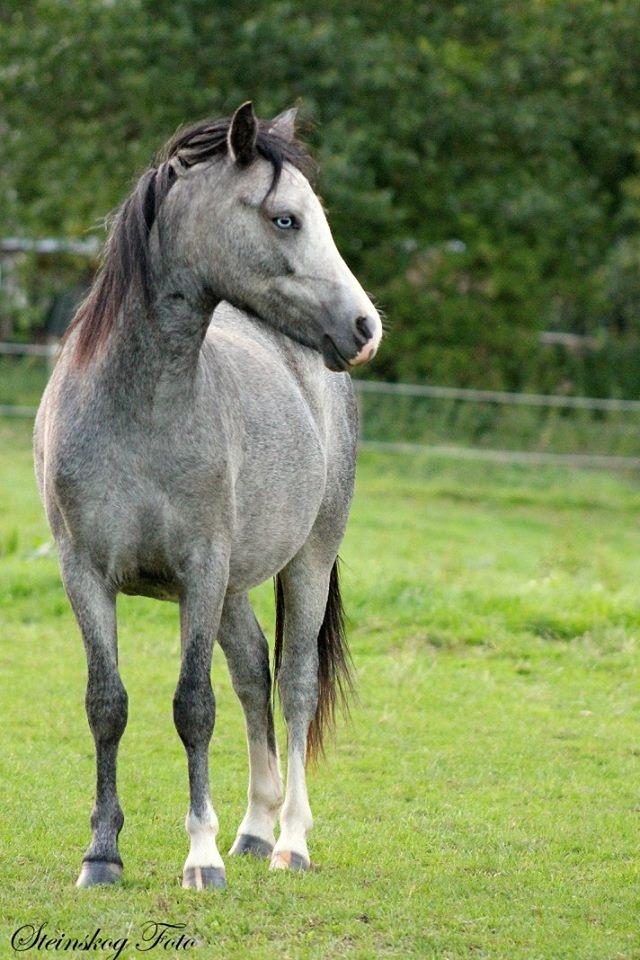 Welsh Mountain (sec A) Fakla Annabell billede 2