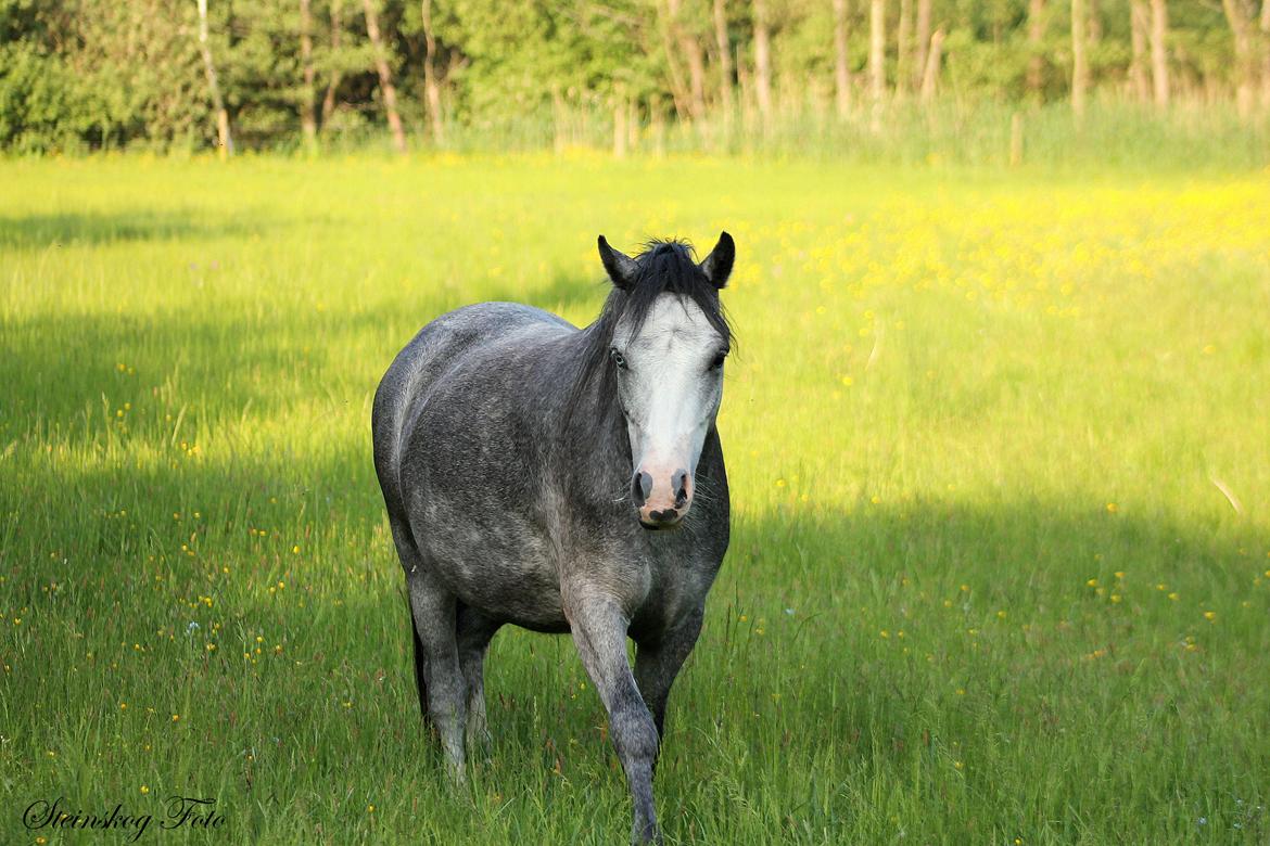 Welsh Mountain (sec A) Fakla Annabell billede 12