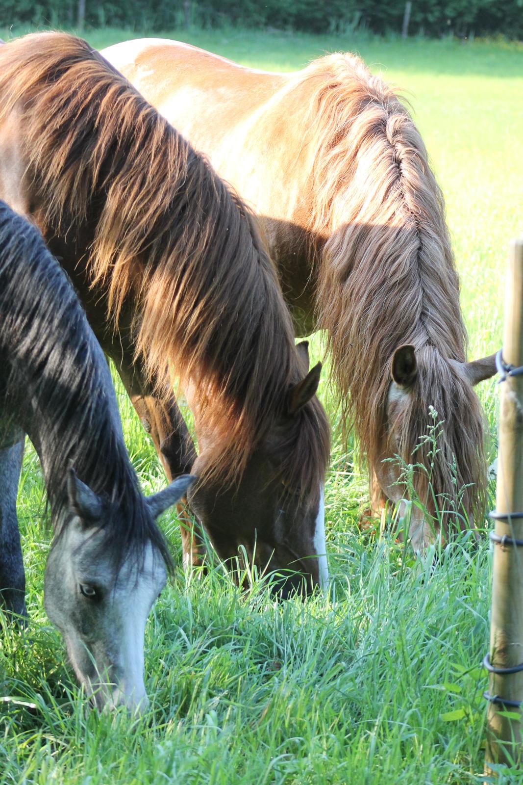 Welsh Mountain (sec A) Fakla Annabell - Her er mine 3 guld klumper <3  billede 13