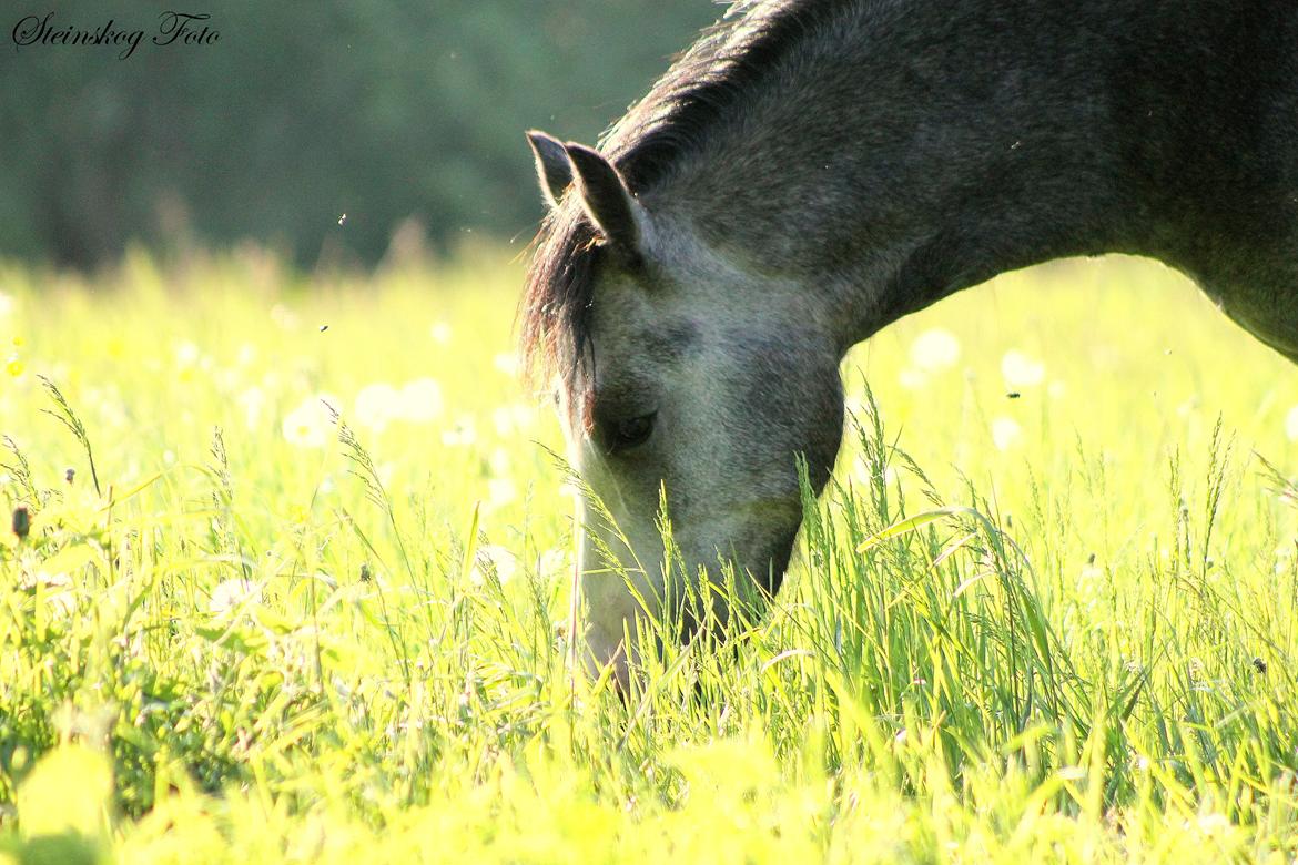 Welsh Mountain (sec A) Fakla Annabell billede 7