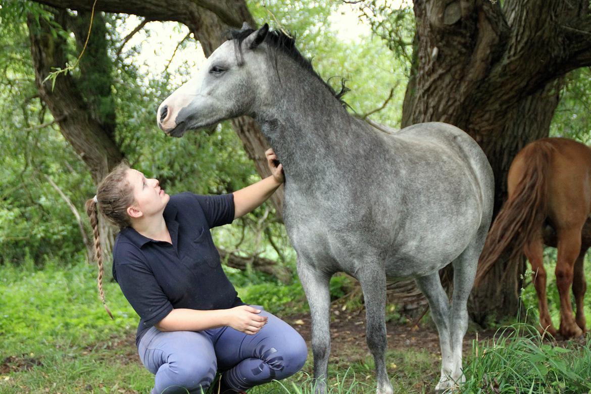 Welsh Mountain (sec A) Fakla Annabell billede 15