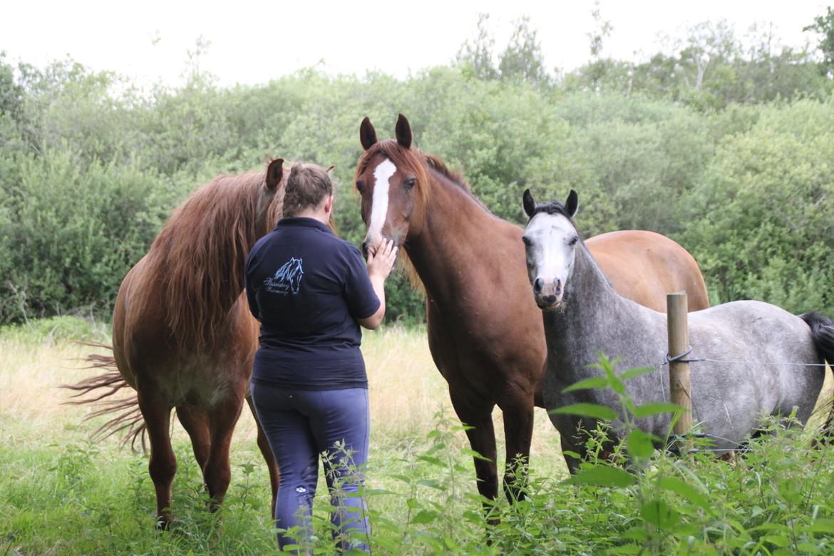 Welsh Mountain (sec A) Fakla Annabell billede 16