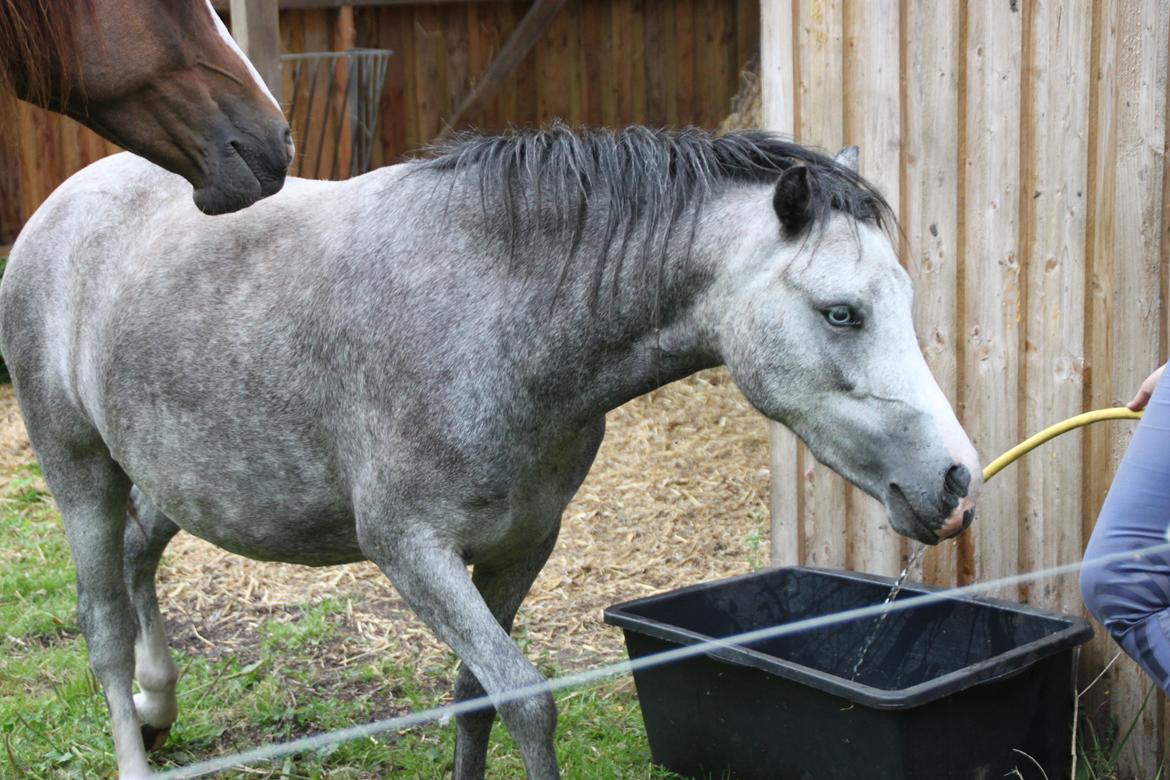 Welsh Mountain (sec A) Fakla Annabell billede 17