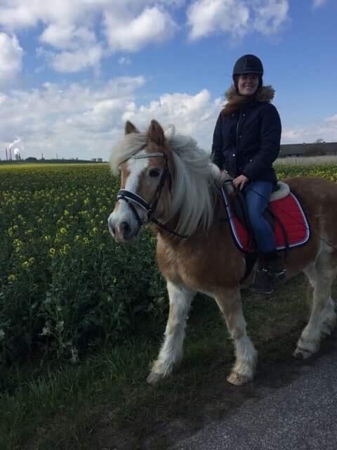 Tyroler Haflinger Asterix  billede 23
