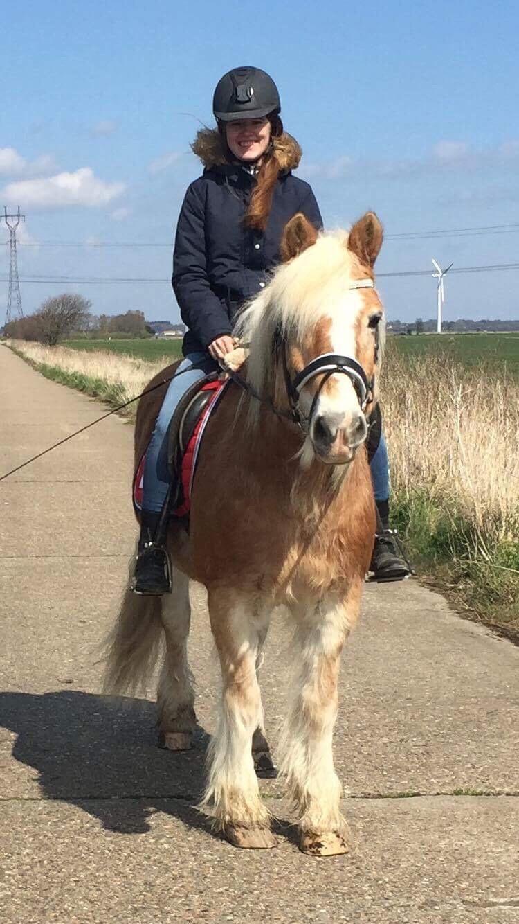 Tyroler Haflinger Asterix  billede 22