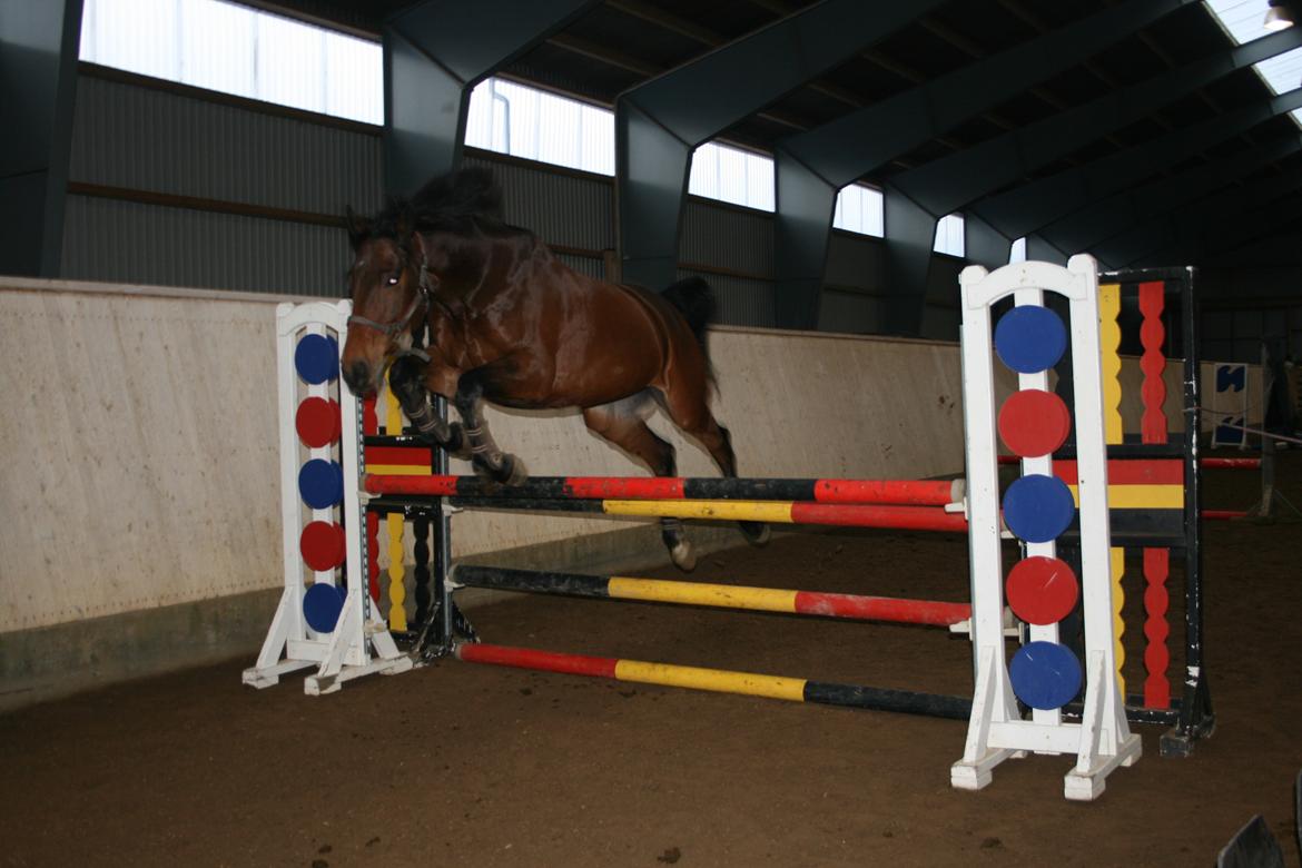 Dansk Varmblod Nicolai-høj billede 9