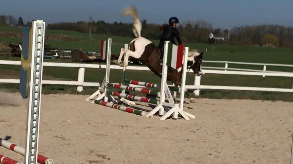 DSP Lady Ammador<3 - B-PONY - Overskud i gymnastikspringning  billede 12