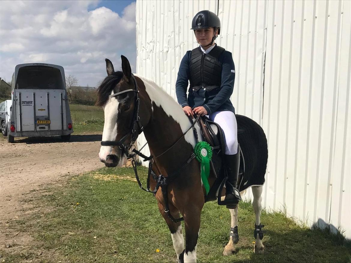 DSP Lady Ammador<3 - B-PONY - 0 fejl og placret som nr. 5 ud af 21 i LA** (Samme dag blev hun B-pony) , April 2017 billede 4