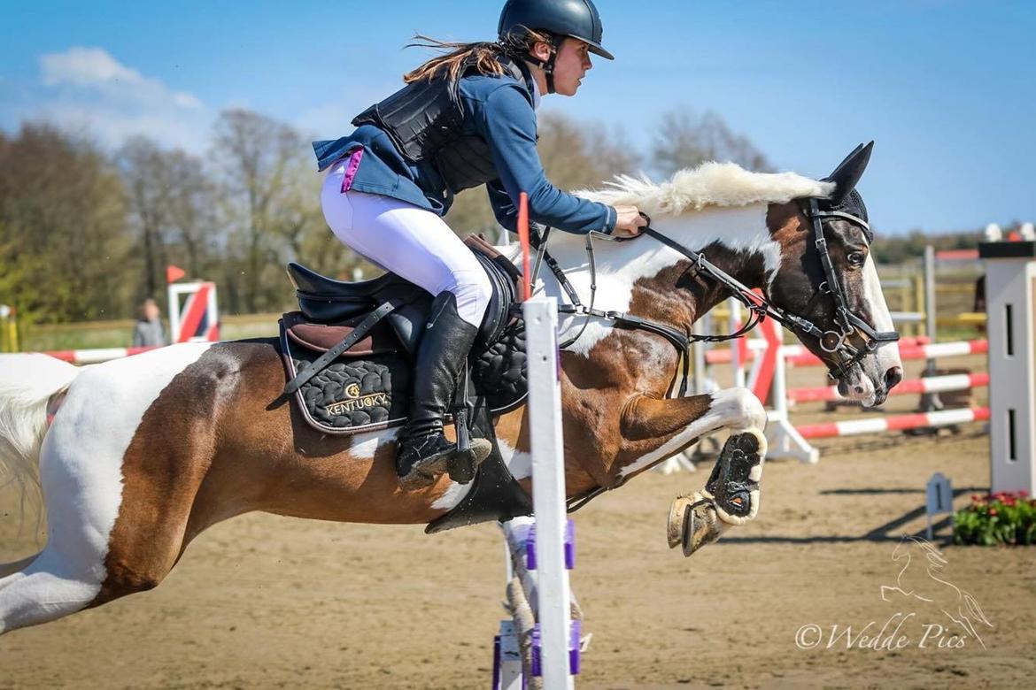 DSP Lady Ammador<3 - B-PONY - Ulsted, april 2017 billede 1