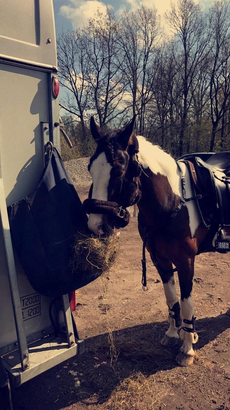 DSP Lady Ammador<3 - B-PONY - Klar til stævne<3 billede 8