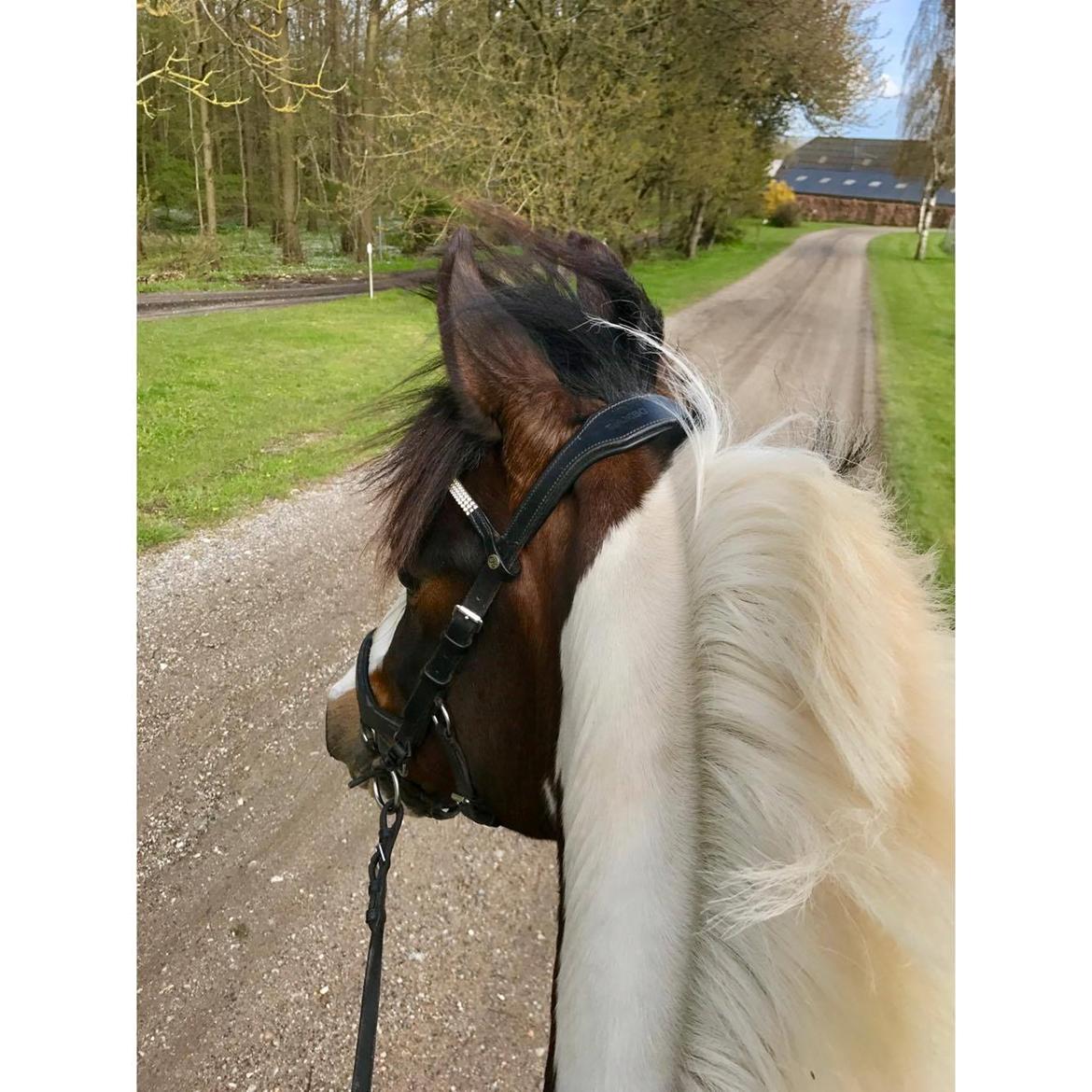 DSP Lady Ammador<3 - B-PONY - På tur med min bedste ven<3  billede 10