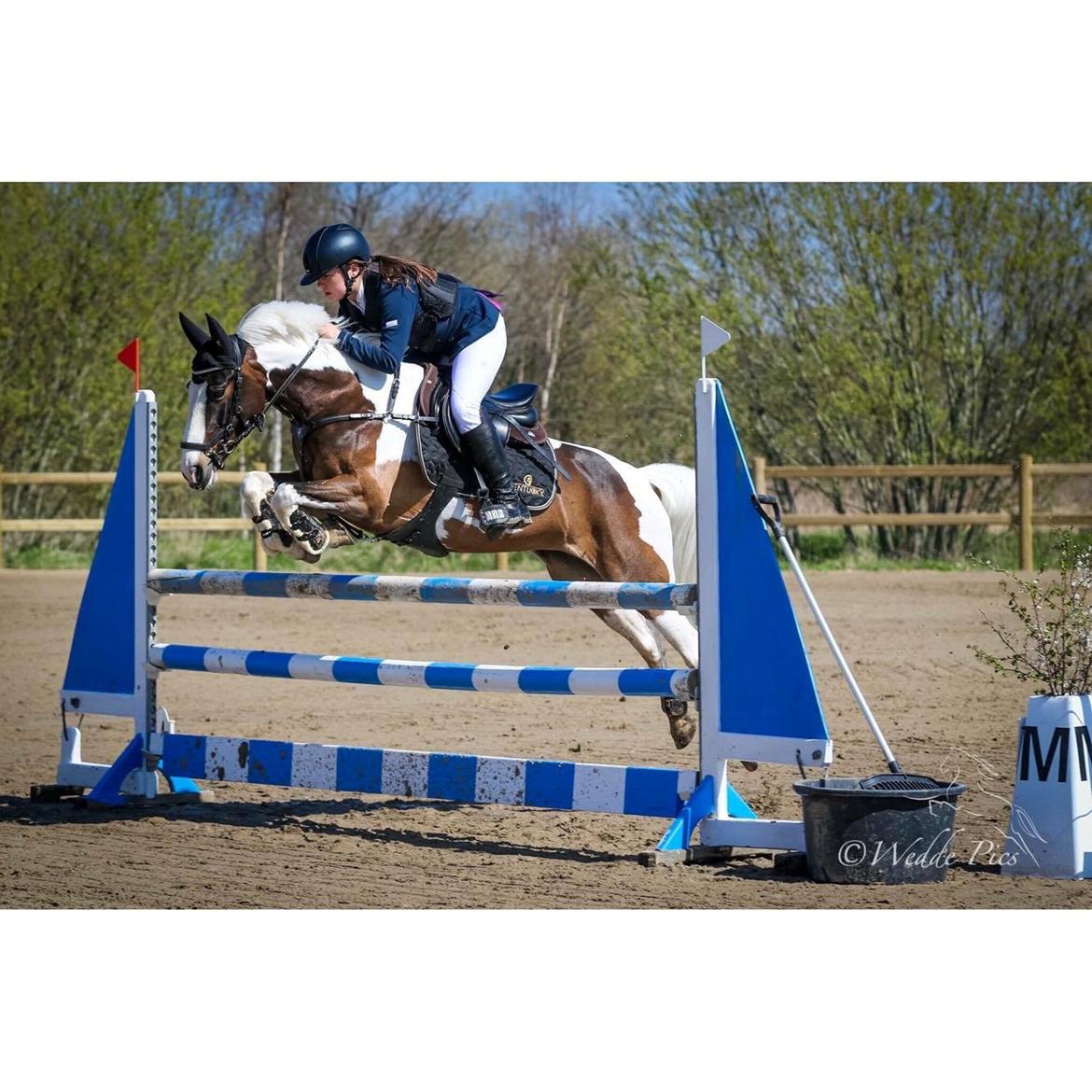 DSP Lady Ammador<3 - B-PONY - MB, April 2017 billede 14