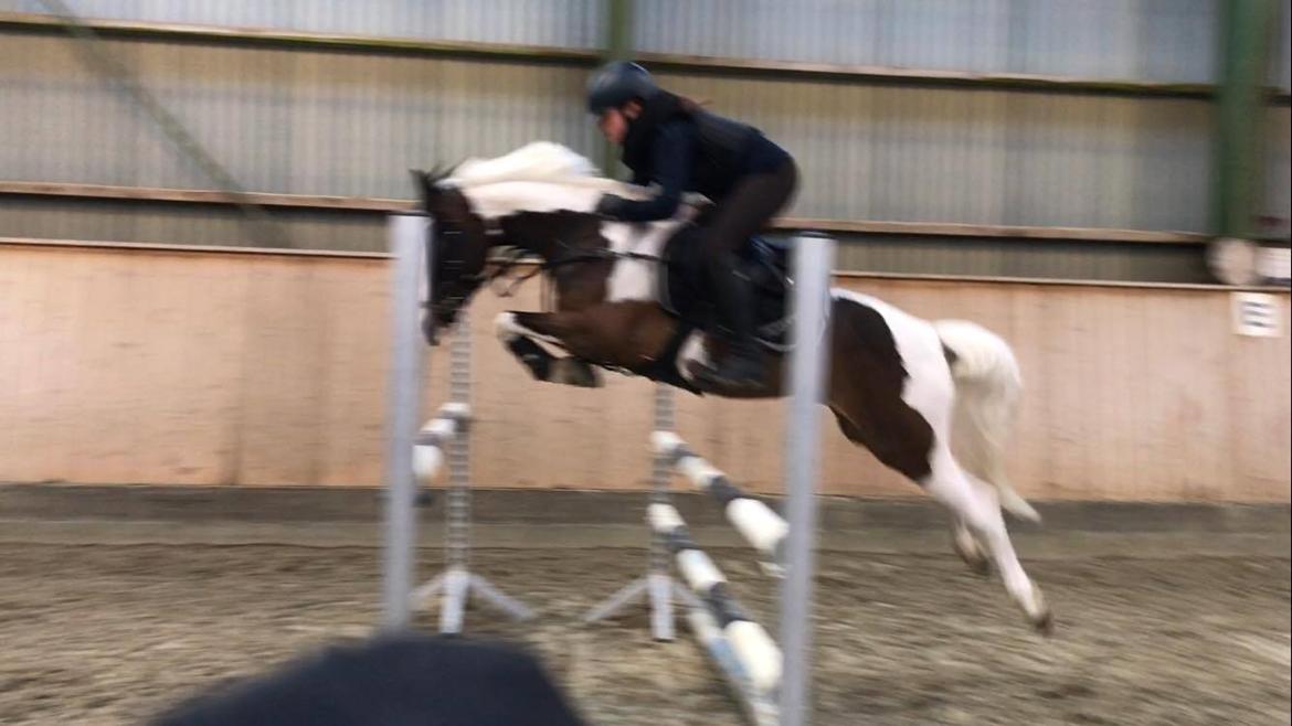 DSP Lady Ammador<3 - B-PONY - Overskuud<3 billede 16