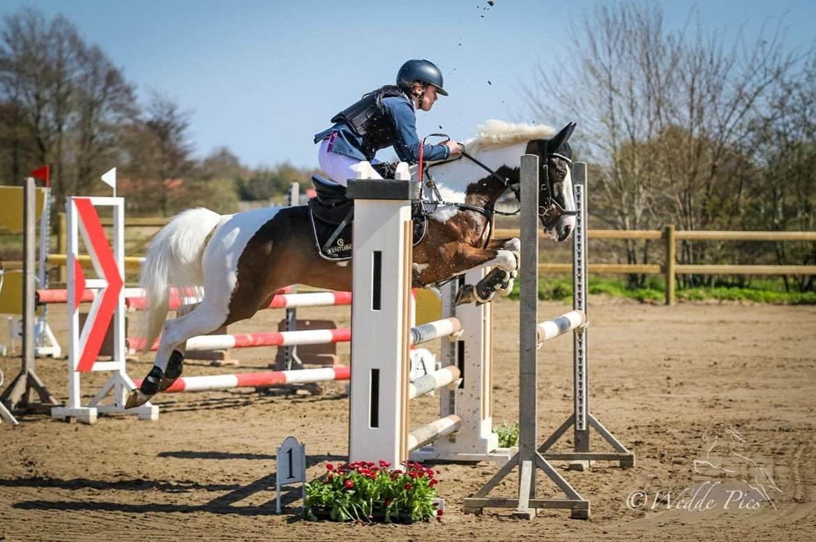 DSP Lady Ammador<3 - B-PONY - Ulsted april 2017, MB* billede 11