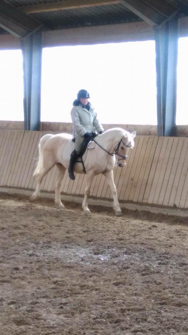 New Forest Nellie (Rain) billede 2