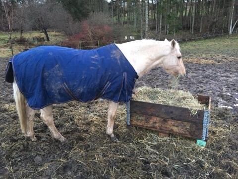 New Forest Nellie (Rain) billede 3