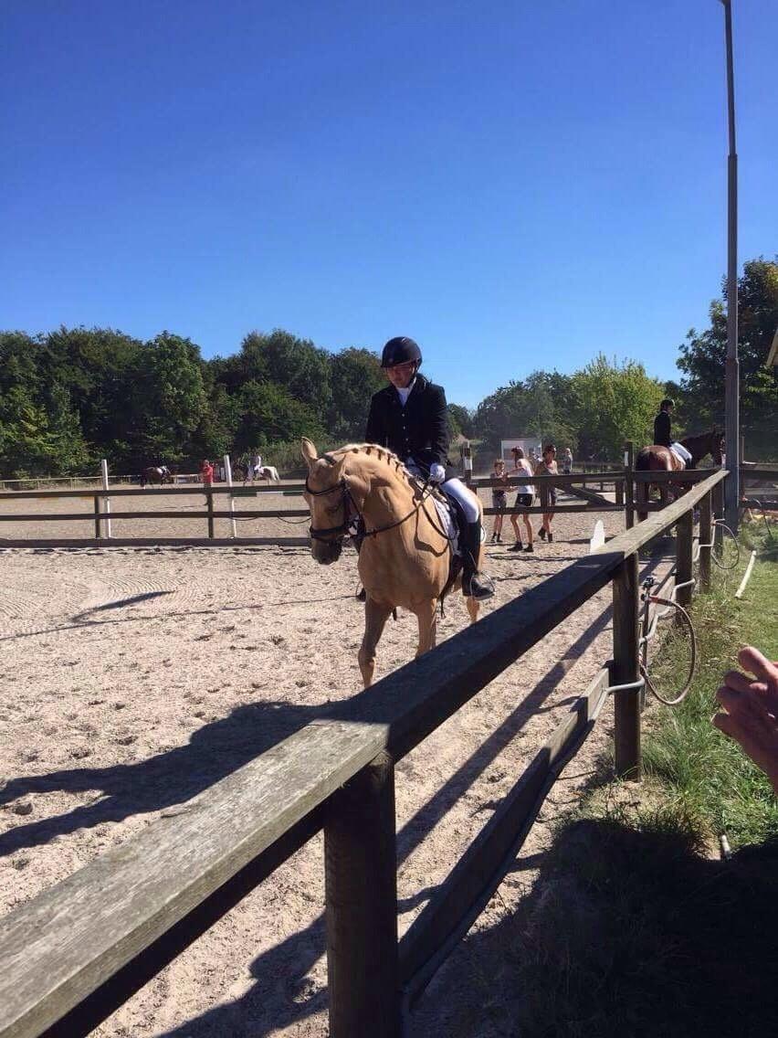 New Forest Nellie (Rain) billede 1