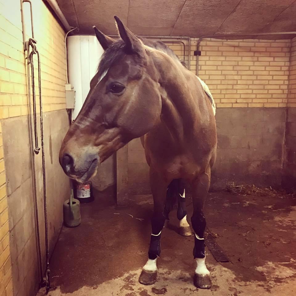 Dansk Varmblod Holmgårds le´mil billede 7