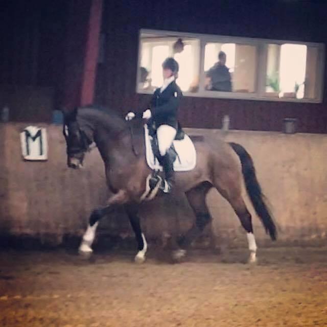 Dansk Varmblod Holmgårds le´mil billede 9