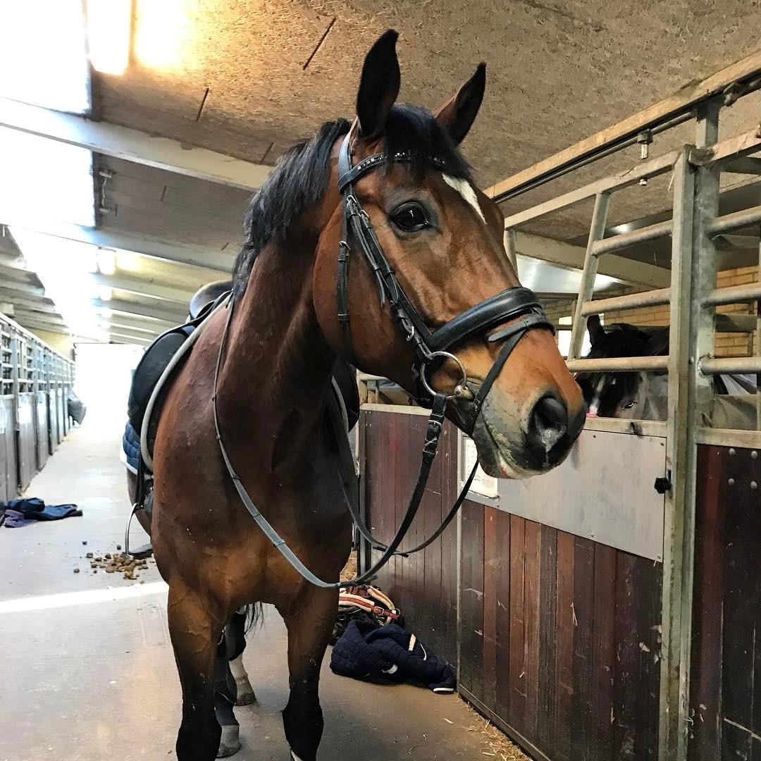 Dansk Varmblod Holmgårds le´mil billede 16