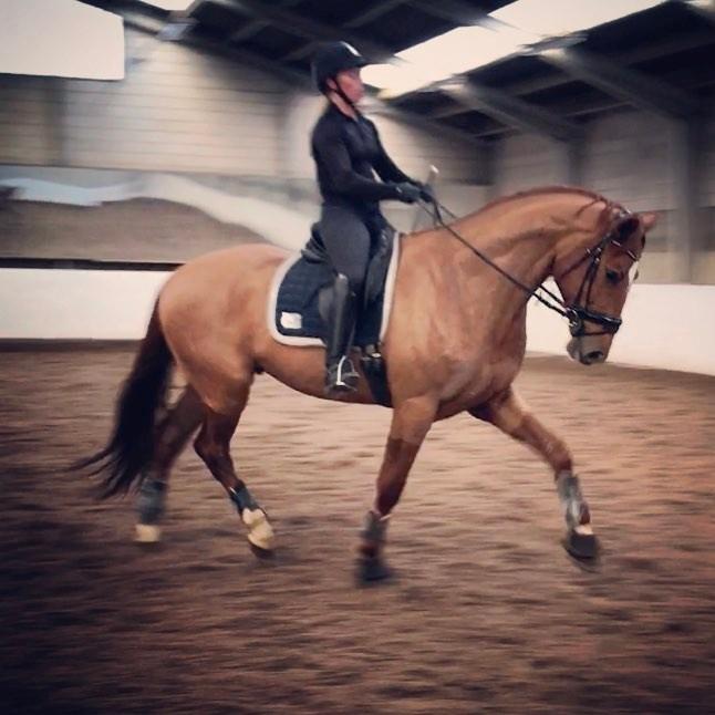 Dansk Varmblod Kjeldgårdens Freezmann billede 5