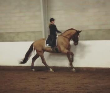 Dansk Varmblod Kjeldgårdens Freezmann billede 6