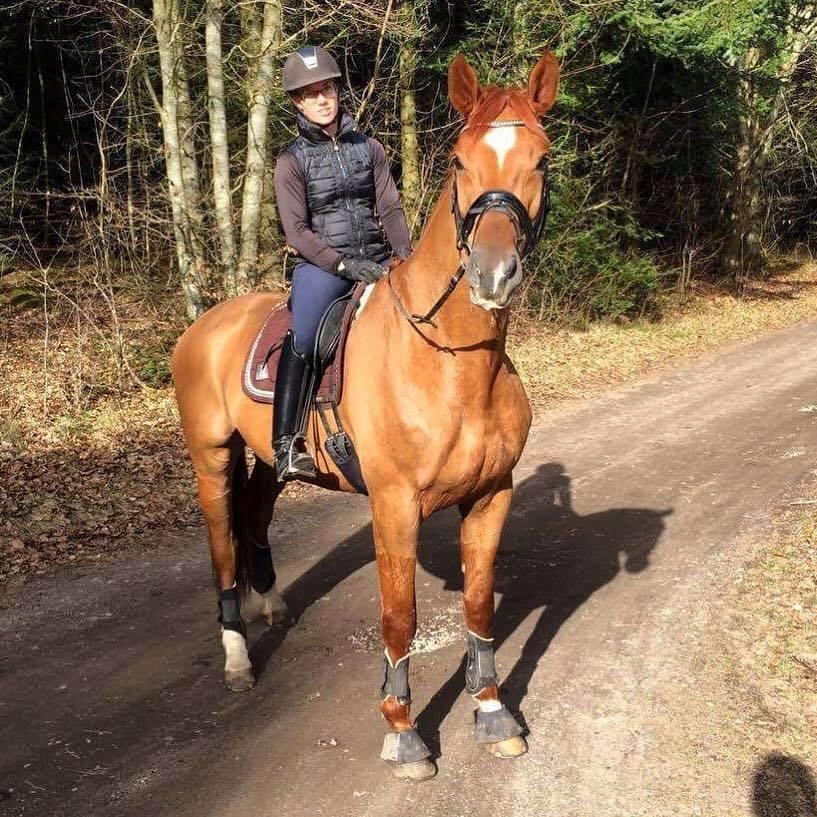 Dansk Varmblod Kjeldgårdens Freezmann billede 7