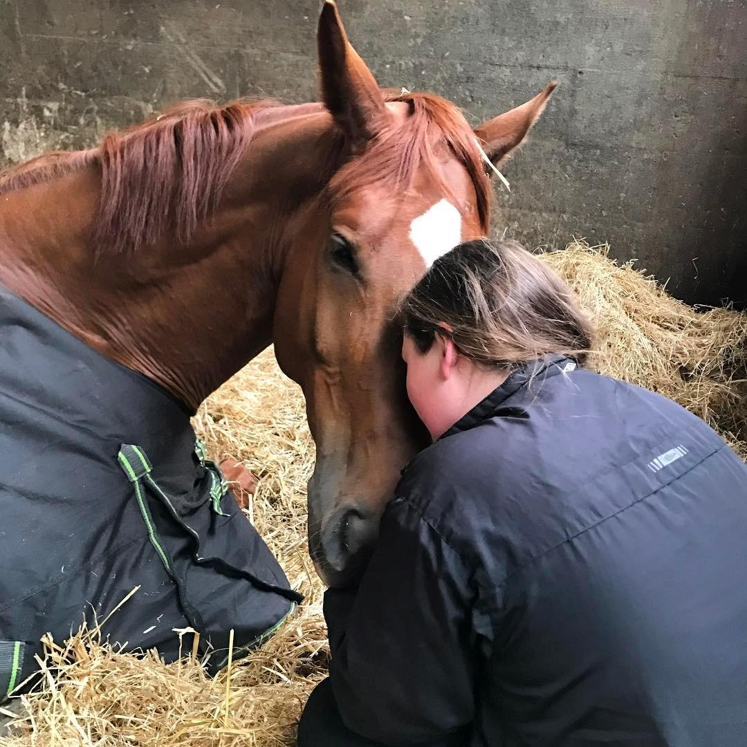 Dansk Varmblod Kjeldgårdens Freezmann billede 4