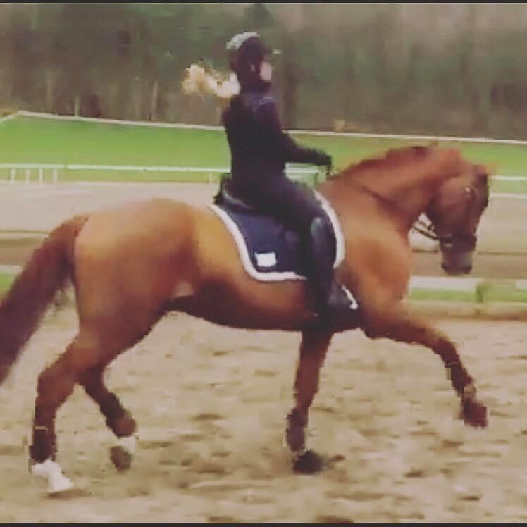 Dansk Varmblod Kjeldgårdens Freezmann billede 10